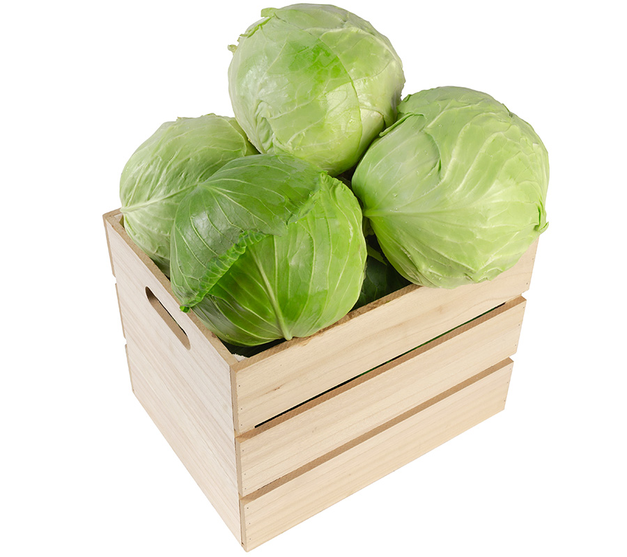 producator varza alba dambovita